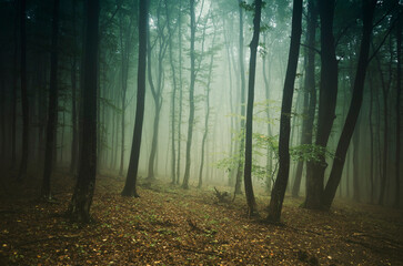 landscape with trees in fog in the woods - 757429188