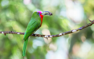 Beautiful green bird in nature Red-bearded Bee-eater