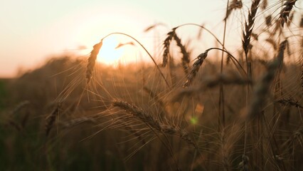 golden wheat field, agriculture, farm, young fresh ear wheat, field farm sunset, dawn field, farm...