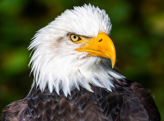 Alaska Bald Eagle