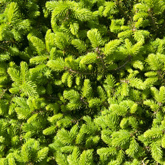 Green branches of a spruce tree.