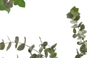 Fototapeta premium Eucalyptus sprig isolated on a white background.