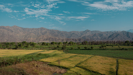 Fototapeta na wymiar Valle de arroz en La libertad ubicado en el norte del Perú
