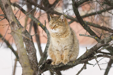 Cat outdoors in snowy winter. Cat siting in snow near fir tree. - 757432701