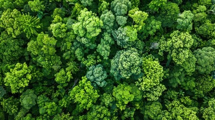 An aerial perspective captures the lush expanse of a natural forest