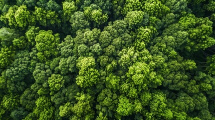 An aerial perspective captures the lush expanse of a natural forest