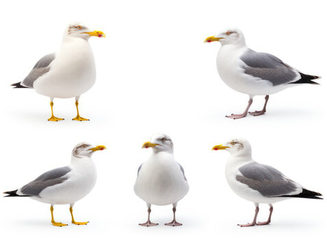 seagull collection set isolated on transparent background, transparency image, removed background