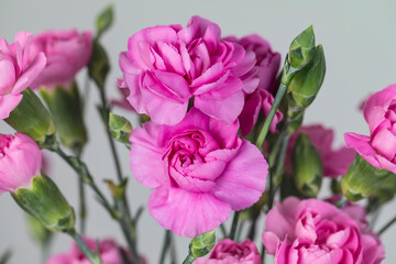 A close-up of a spring bouquet of pink carnations against white background