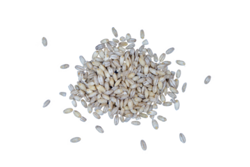 a small pile of barley