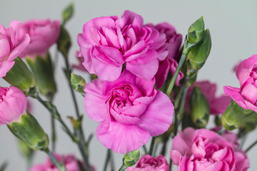A close-up of a spring bouquet of pink carnations against white background