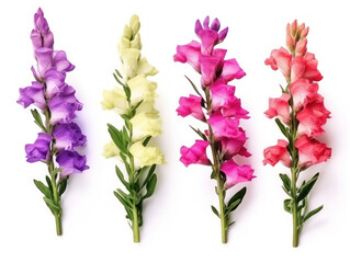 sweet pea collection set isolated on transparent background, transparency image, removed background