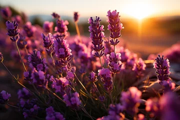 Fototapeten Magenta flowers bloom in a field at sunset, against a violet sky © JackDong