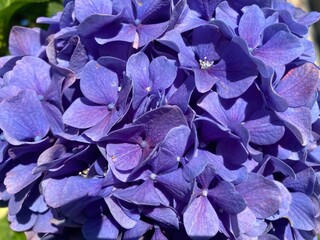 Close-up of blue hydrangea flower exposed to sunlight