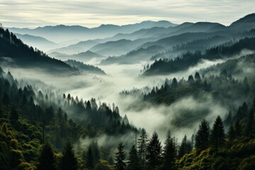 Misty valley among mountainous forest, under cloudy sky