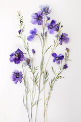 diverse assortment of wildflowers stretching upward against a clean, white background