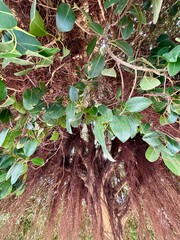 Tree with roots hanging from above. Spain,Orihuela Costa.