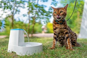 Young purebred Bengal cat near smart gadget with water fountain for cats and dogs. Electric water fountain. Pet health and welfare. Pet devices. Pet thirst. Dehydration in a cat.