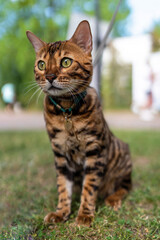 Naklejka na ściany i meble Young purebred Bengal cat. A pet cat on a walk.