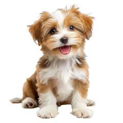 puppy dog is sitting and looking at camera, isolated on transparent background With clipping path.3d render