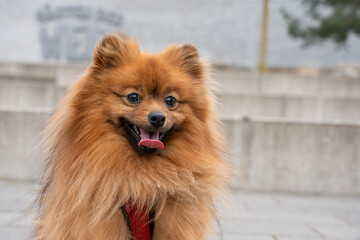 Portrait of a red Spitz dog on a walk. Red dog close-up.