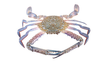 crab isolated on white background