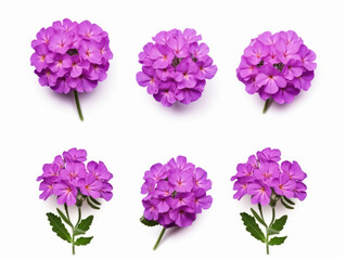 verbena collection set isolated on transparent background, transparency image, removed background