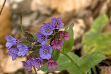 beautiful colorful flowers photographed up close