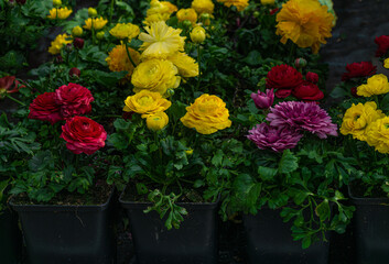 Multi-colored ranunculus flowers bloom in a flower pot in a greenhouse.