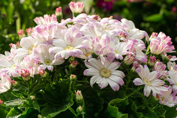Colorful cineraria flowers bloom in a flower pot in a greenhouse.