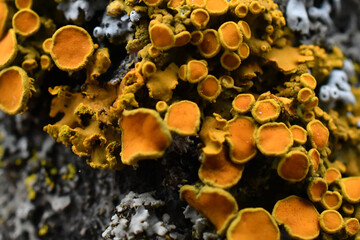 fungus on tree