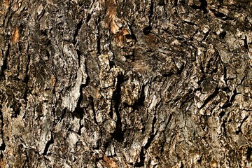 Background, texture of the bark of an old olive tree
