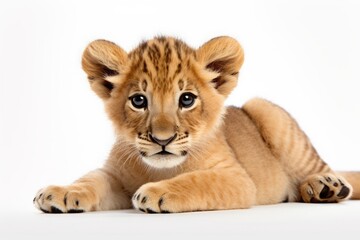 lion cub is lying on a white background. kitten, feline.