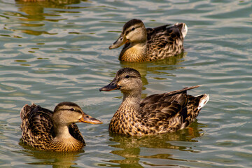 ducks in the water