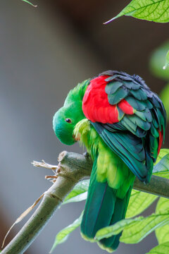 Red Winged Parrot
