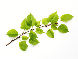 alder tree isolated on transparent background, transparency image, removed background