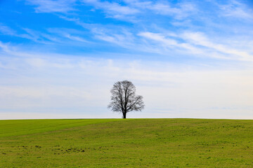 A lone bare tree stands alone on a green meadow near the town of Schwabmünchen in Bavaria on a...