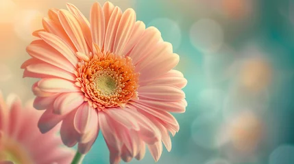 Foto op Plexiglas macro pink flower blossom petal gerbera closeup floral © Studio Arts