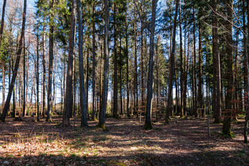 Natural cemetery near Markt Wald on a sunny spring day