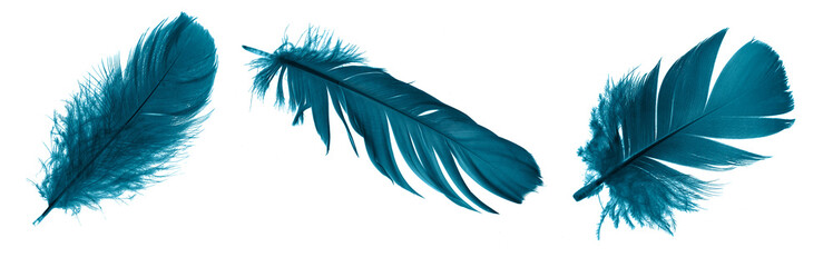 blue feathers on white isolated background	