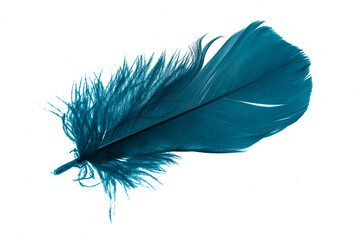 blue feathers on white isolated background	