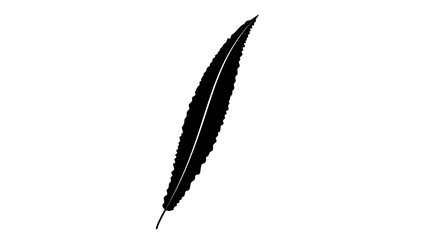 Willow leaf, black isolated silhouette
