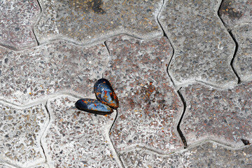 Minimalist shot of a cooked and empty mussel abandonned on the pavement. Marseille, France.
