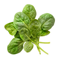 Fototapeta premium Freshly Picked Spinach Leaves - Healthy Superfood Ingredient for Culinary and Nutritional Uses - Isolated on a Transparent Background