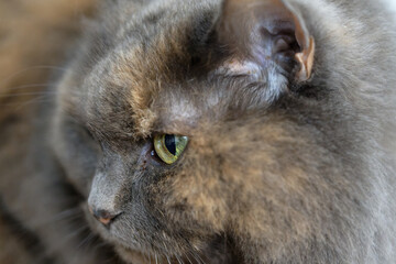 Beautiful Close-up portrait of a fluffy cat.