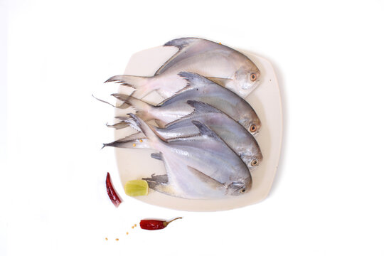 Whit pomfret with white background