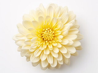 Chrysanthemum isolated on transparent background, transparency image, removed background