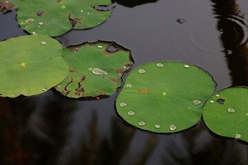 Lotus leaves in a pond, Vietnam