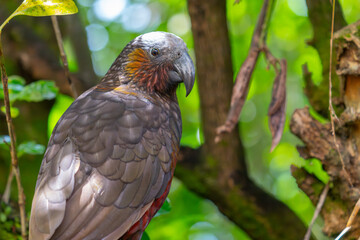 Kaka bird portrait