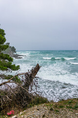 tree, sea and rocks