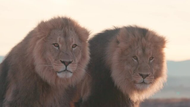 Pair of lions at sunrise with amazing lighting